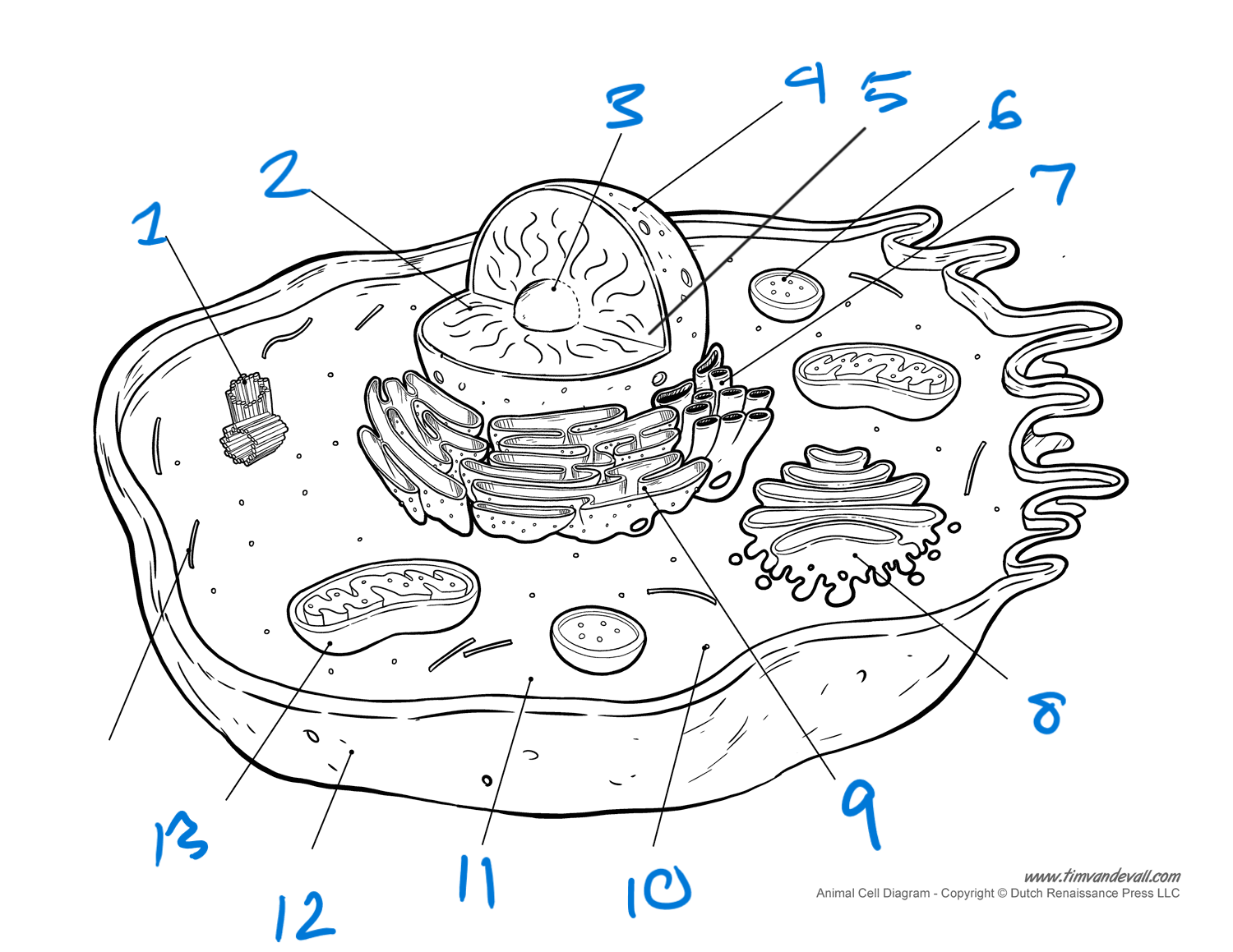 <p>label cell</p>