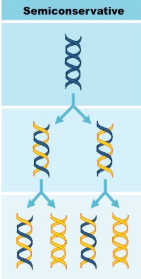 <p>Semiconservative (Replication) </p>