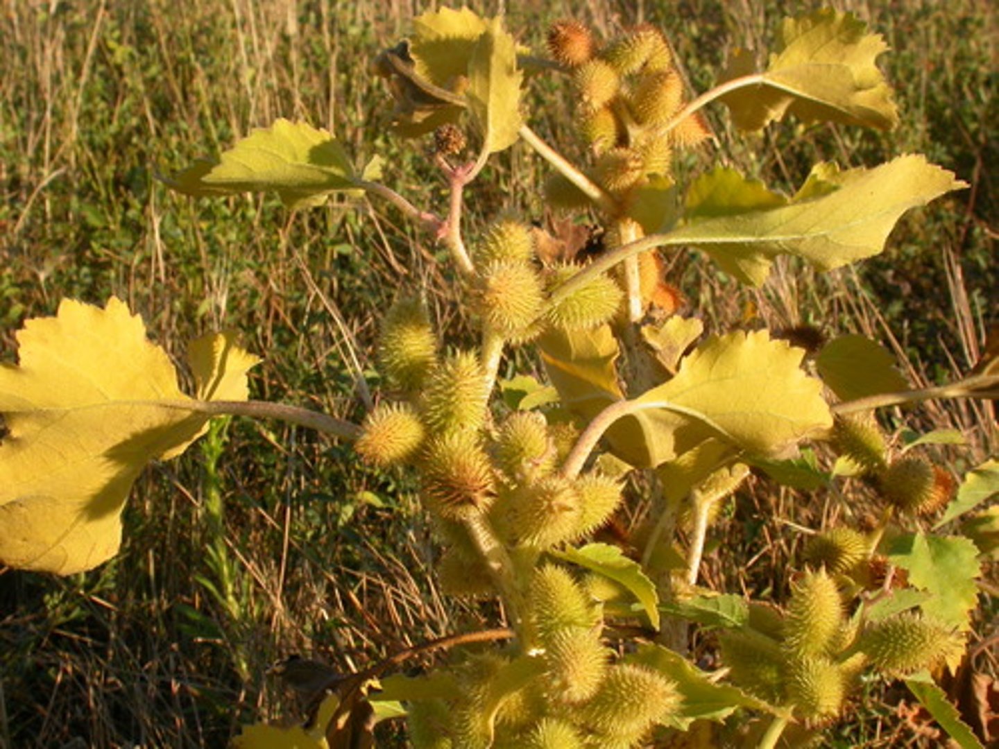 <p>Name?</p>