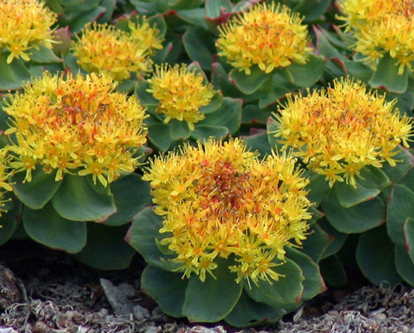 <p>Actions: affects the CNS</p><p>Indications: increase physical endurance, work productivity, longevity; treat fatigue, depression, stress, NS disorders</p><p>SE:</p><p>CI: caution in those with bipolar due to activating nature</p><p>The RHOD to studying is easier with rhodiola</p>