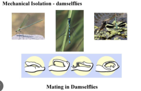 Reproductive structures aren’t compatible.

\
