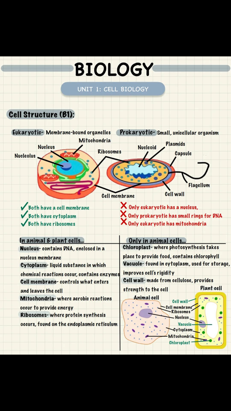 <p>What do plant cells and bacteria cells have in common</p>