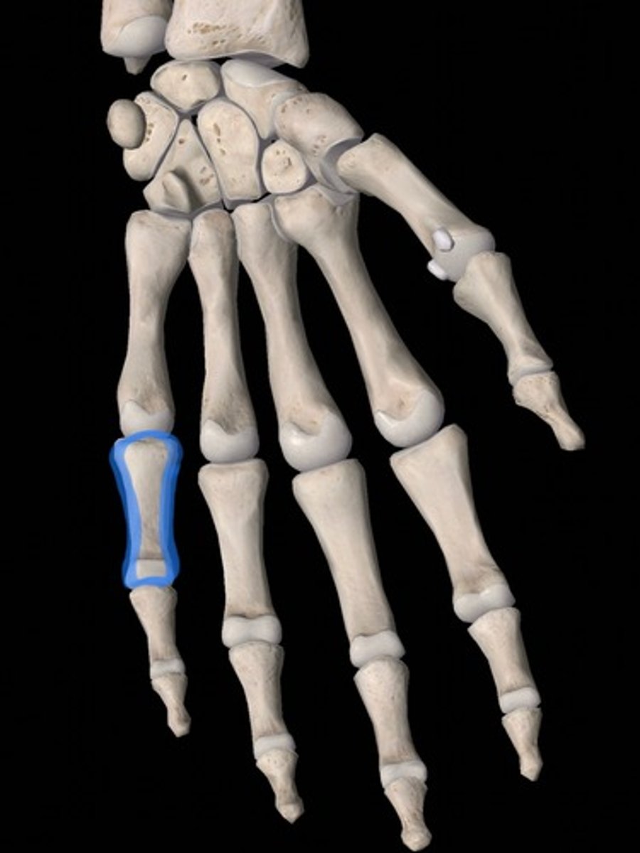 <p>bone</p>