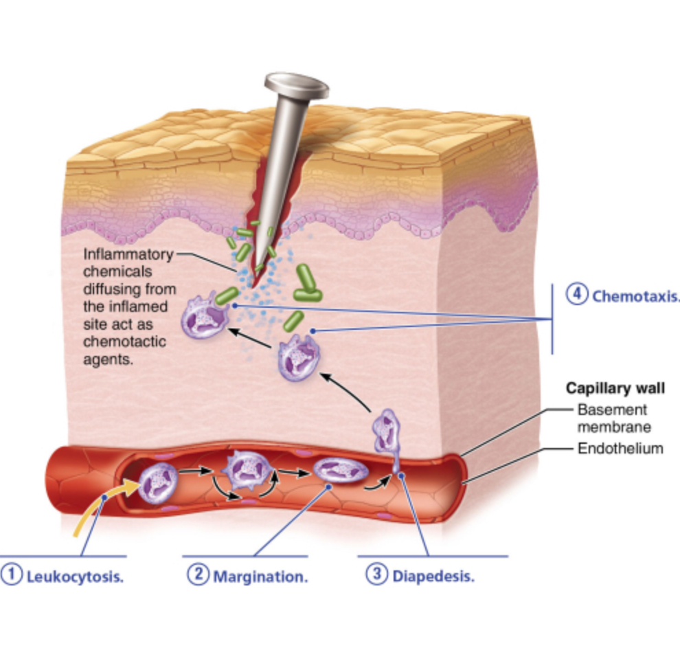 <p>What characterizes the chemotaxis phase of phagocyte mobilization? </p><p>Neutrophils actively ingest bacteria.</p><p>Neutrophils cling to the inner walls of capillaries and postcapillary venules.</p><p>Neutrophils and other WBCs migrate up the gradient of chemotactic agents to the site of injury.</p><p>Neutrophils flatten to squeeze between the endothelial cells of the capillary walls.</p>