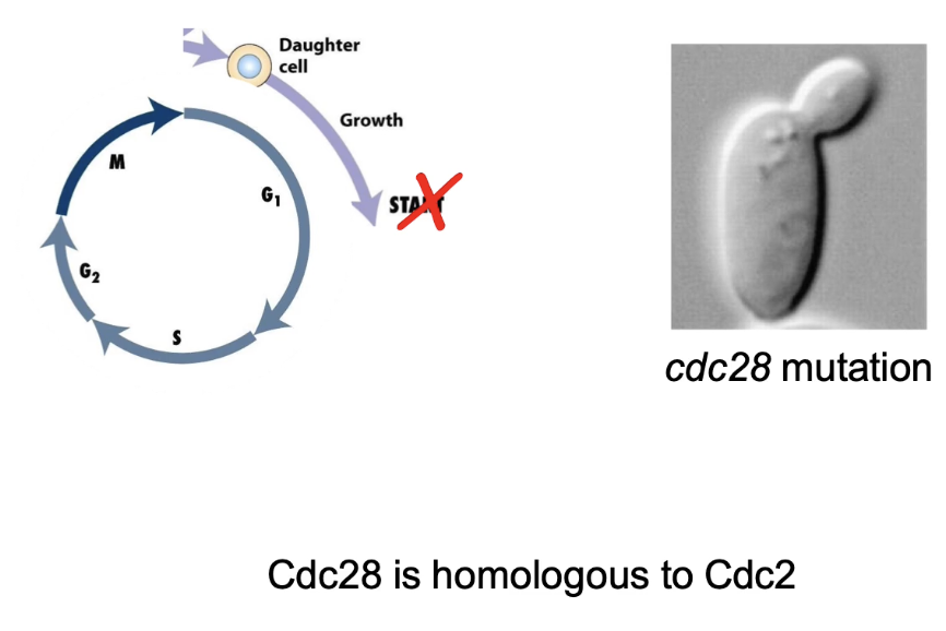 <ul><li><p><strong>Arrest in G1</strong></p></li><li><p><strong>Daughter bud forms</strong>, but no S-phase</p></li><li><p><strong>Cdc28</strong> = homolog of Cdc2 in fission yeast</p></li><li><p>Single CDK controls cell cycle in both yeasts</p></li><li><p>Phenotypes differ slightly despite functional homology</p></li></ul><p></p>
