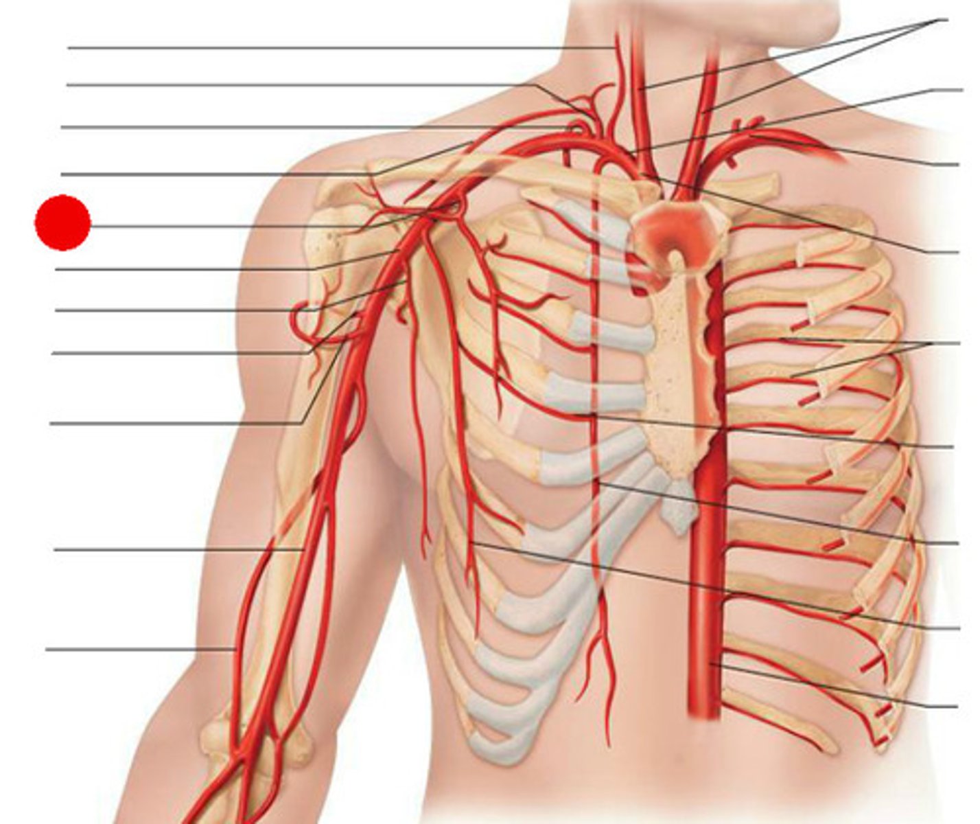 <p>1st branch off 2nd part of axillary artery - most anterior, relatively large, has clavicular, acromial, deltoid, amd pectoral branches</p>
