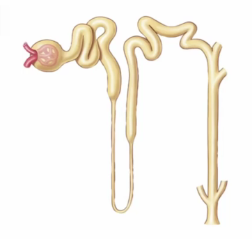 <p>Label the nephron</p>