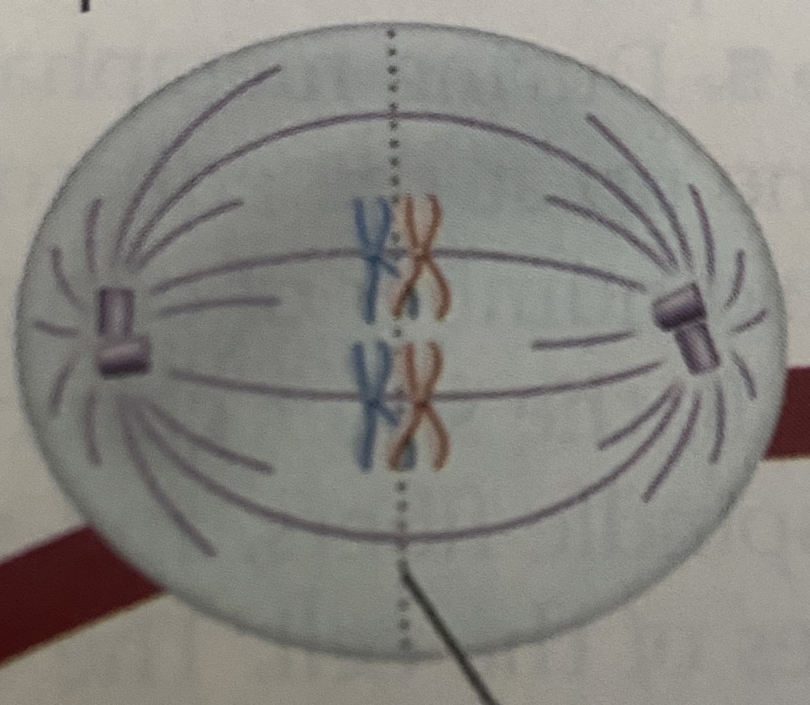<p>What stage of Meiosis is this?</p>