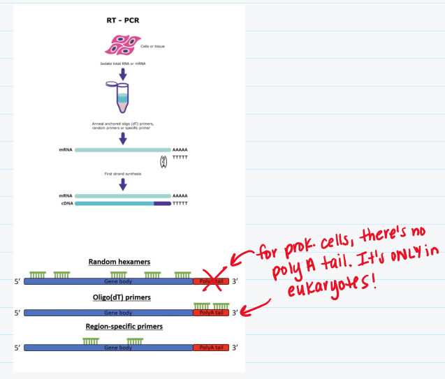 <ul><li><p>Isolate RNA from cell/tissue/organism</p></li><li><p><strong>Reverse transcribe mRNA to complementary DNA (cDNA)</strong></p><ul><li><p>To do this, you need reverse transcriptase, dNTPs, &amp; DNA primer</p></li><li><p>For eukaryotic cells, you need <strong>Oligo T</strong> (primer)</p></li><li><p>For prokaryotic cells, you need <strong>random hexamers </strong>(primer)</p></li></ul></li><li><p>Amplify gene of interest using PCR with gene specific primers, DNA polymerase &amp; dNTPs</p></li><li><p>Take amplified sequence and run it through gel electrophoresis to resolve RT-PCR DNA sequence</p><ul><li><p>Intensity of band = expression of transcript (like in Northern blot)</p></li></ul></li></ul><p></p>