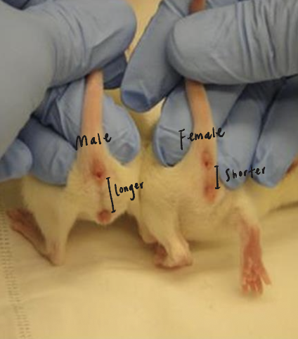 <ul><li><p>Presence or absence of nipples&nbsp;</p><ul><li><p>In most rodents, only female mice have nipples</p></li></ul></li><li><p>Presence or absence of testes penis&nbsp;</p><ul><li><p>Cannot rely on that because rodents have open inguinal canal and often retract testicles back into the abdomen</p></li></ul></li></ul><p></p>