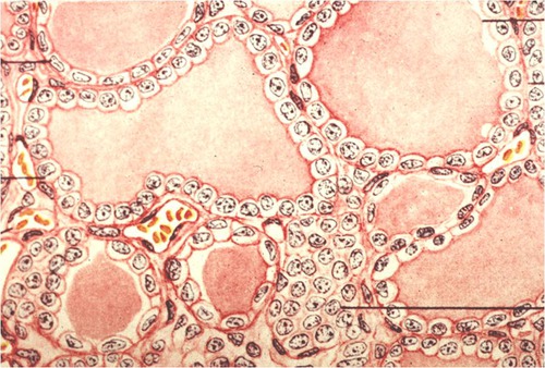 <p>Name the tissue</p>