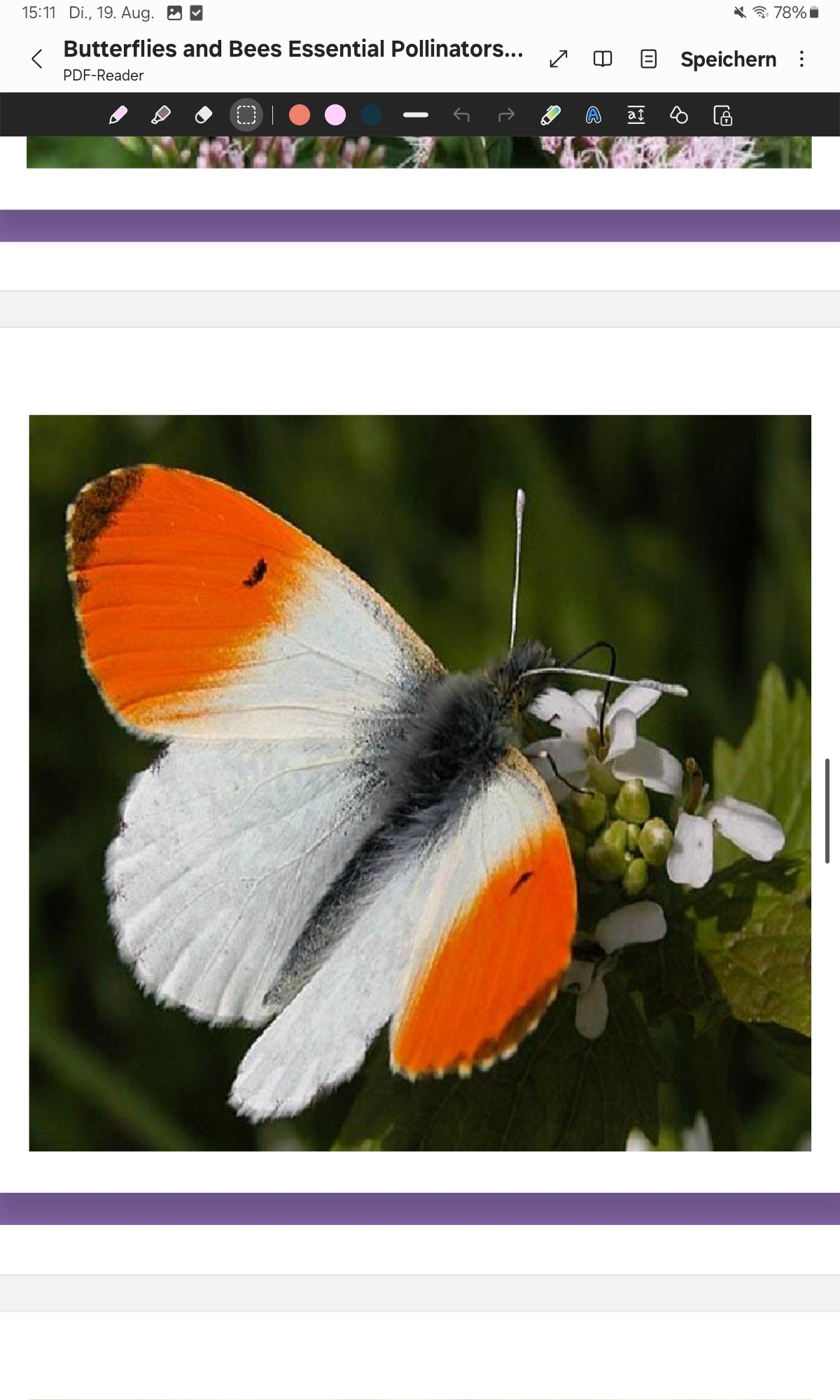 <p>Orange-Tip</p>