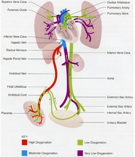 Contains shunts which redirect blood to systemic circulation

* foramen ovale
* ductus arteriosus