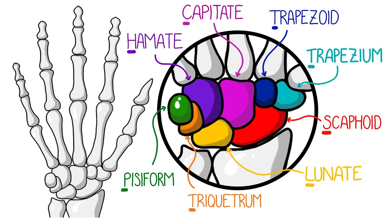 <p><span><strong>Carpal bones: </strong>some lovers try positions that they can’t handle&nbsp;</span></p><ul><li><p><span><strong>Proximal </strong>(starting from lateral): <strong>scaphoid, lunate, triquetrum &amp; pisiform</strong></span></p></li><li><p><span><strong>Distal </strong>(starting from lateral): <strong>trapezium, trapezoid, capitate &amp; hamate</strong></span></p></li></ul><p></p><p></p>