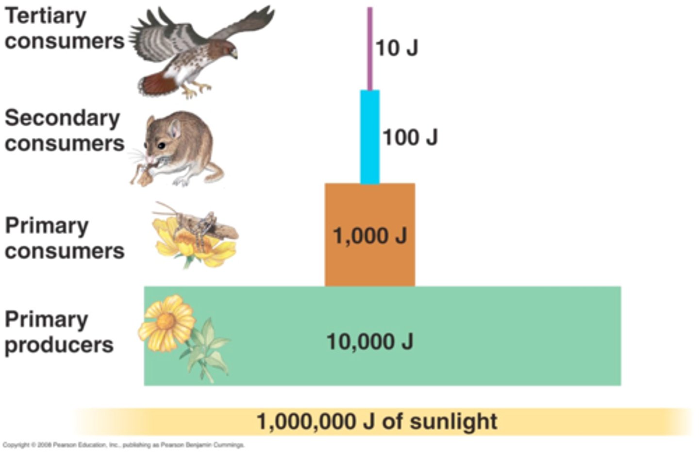 <p>the proportion of consumed energy that can be passed from one trophic level to another</p>