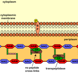 <p><mark data-color="red">Penicillin</mark></p><p>Can you label, describe and explain what this diagram is/shows?</p>