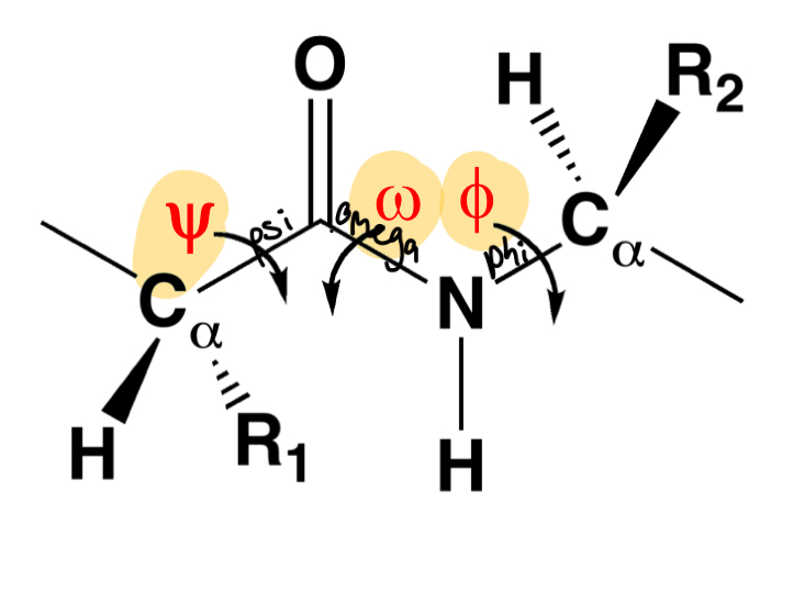 <p>! phi = CN</p><p>psi = carbonyl-C</p><p>omega = carbonyl-N</p>