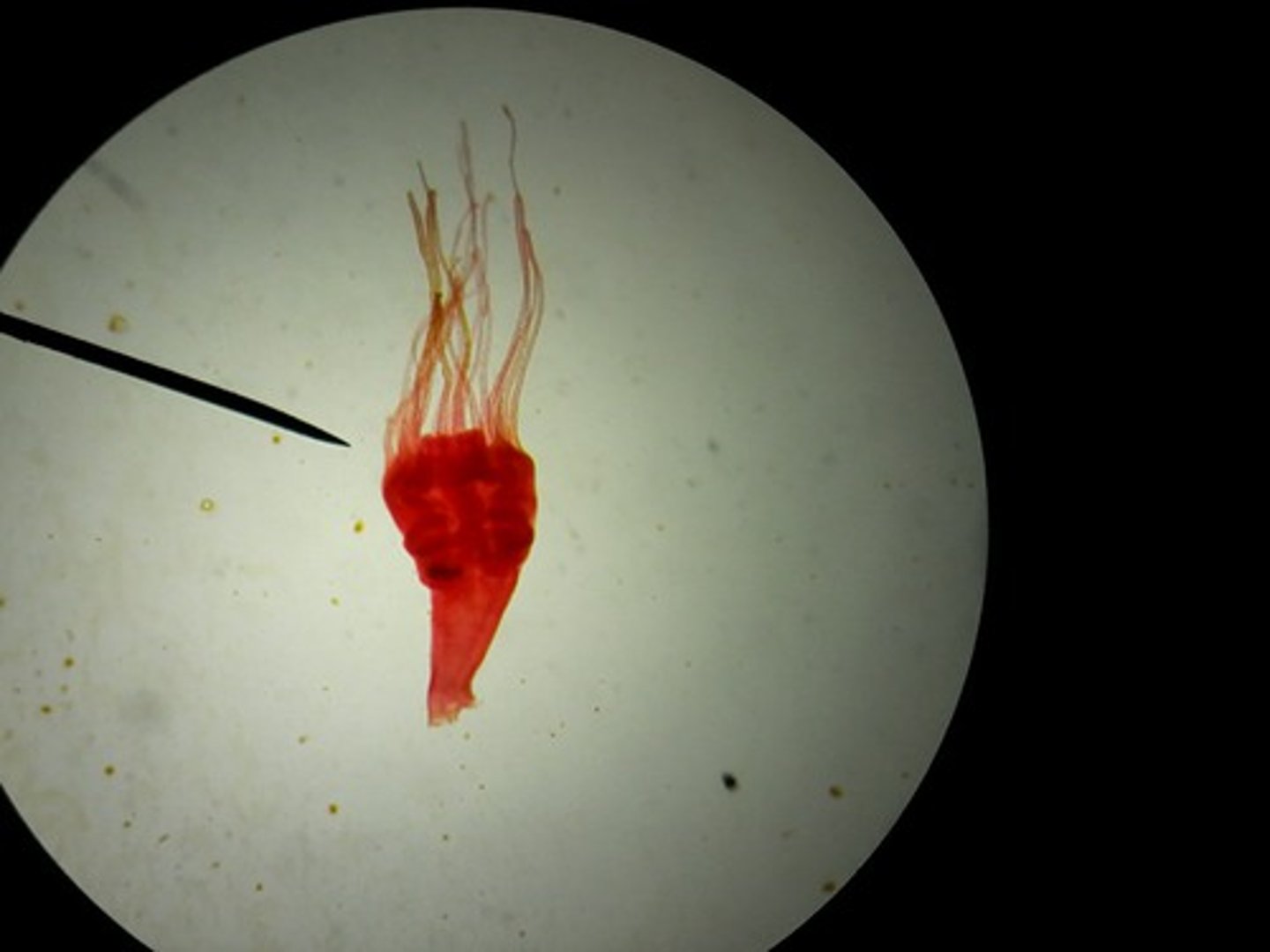 <p>- the polyp stage that arises from the settled planula</p><p>- it is fixed in one place and can reproduce asexually by budding</p>