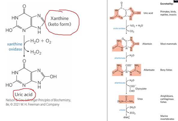<p>flavoprotein</p><p>degrades xanthine &gt; uric acid + H2O2</p>