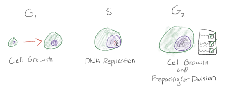 <p>G<sub>1</sub>: “first gap”: Cell growth</p><p>S: “synthesis”: DNA Replication</p><p>G<sub>2</sub>: “Second gap” Cell growth and preparation for division </p><p>Checking off if it has everything ready for division such as if the DNA is replicated correctly</p>