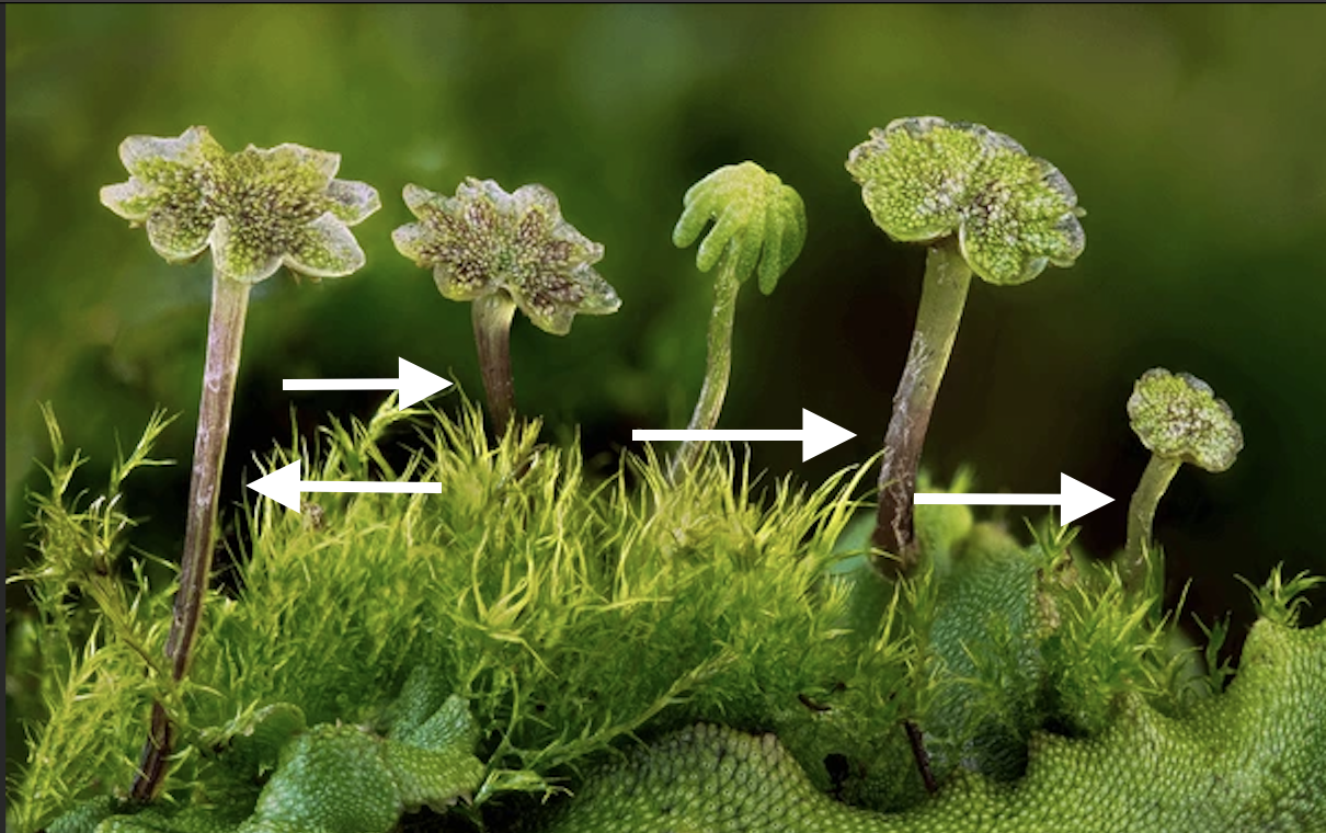 <p>What are the arrows pointing to?</p>