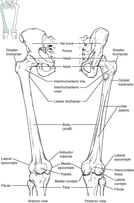<p>the pelvic socket into which the ball at the proximal end of the femur fits to form the hip joint</p>