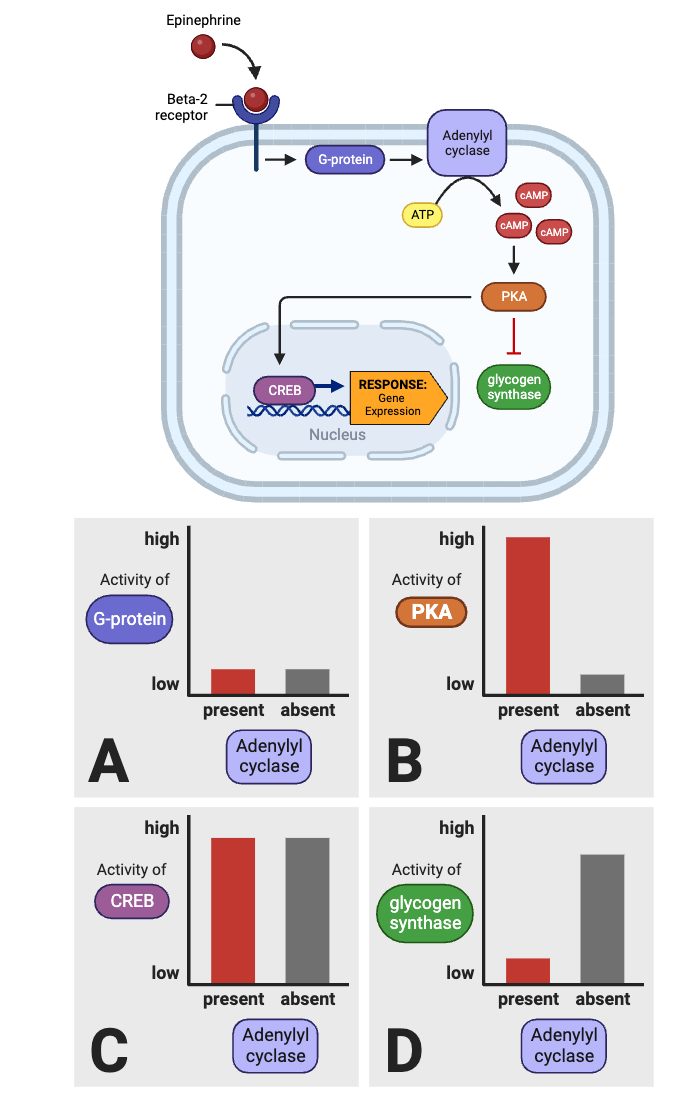 <p>Which plots (A through D) in the bottom figure are consistent with the model of the signaling pathway in the top figure? Select <strong>all</strong> that apply.</p><ul><li><p><span>a. Plot A</span></p></li><li><p><span>b. Plot B</span></p></li><li><p><span>c. Plot C</span></p></li><li><p><span>d. Plot D</span></p></li></ul><p></p>