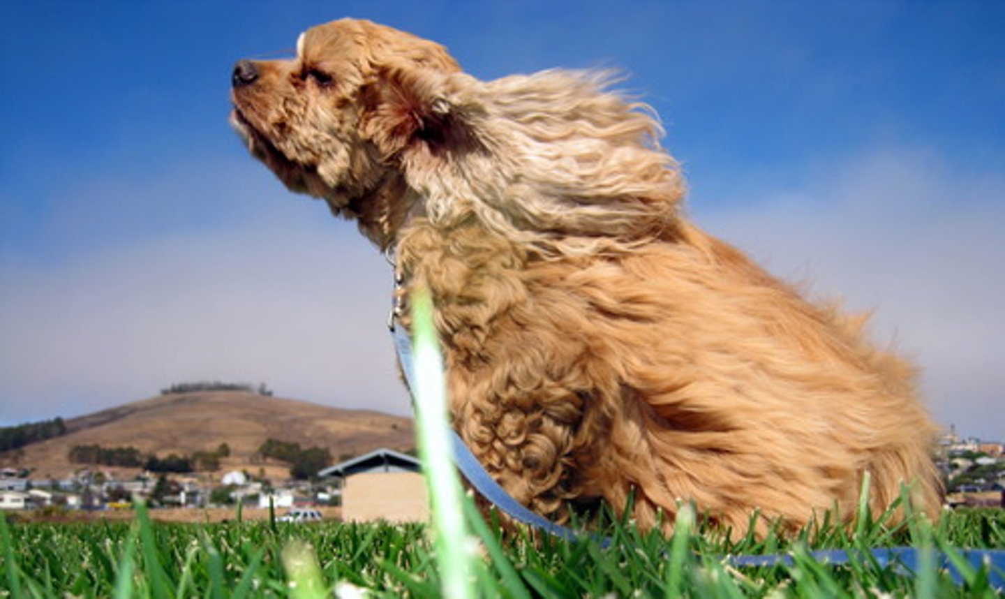 <p>It's windy</p>