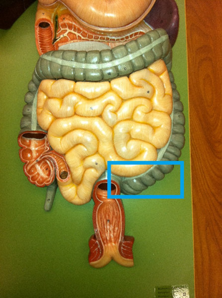 <p>Another name for the large intestine, but is also known as the part of the digestive system which compacts unused food into feces and stores it until it is ready to exit the body.</p>