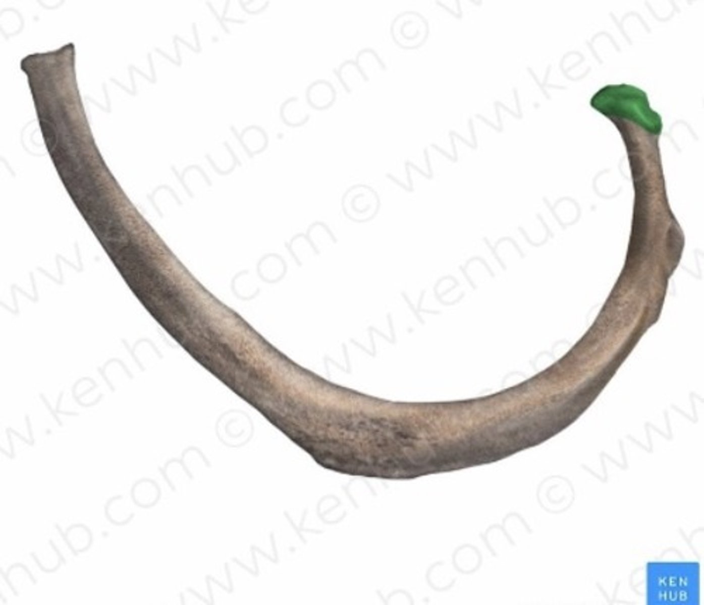 <p>"huvudet" på revbenet, fäster i kotkropp</p>