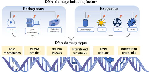 <ul><li><p><mark data-color="green" style="background-color: green; color: inherit;">exogenous </mark>(ionising radiation, UV from sun, chemotherapy, x-rays, viruses)</p></li><li><p><mark data-color="blue" style="background-color: blue; color: inherit;">endogenous </mark>(errors during DNA replication, ROS, alkylation)</p></li></ul><p></p>