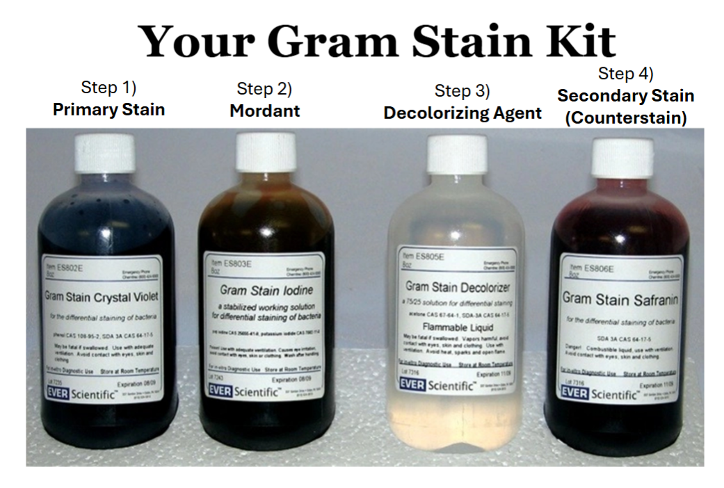 <p>The steps include applying crystal violet stain, followed by iodine treatment, decolorization with alcohol or acetone, and finally counterstaining with safranin. </p>