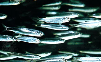 <p>Anchovies</p>