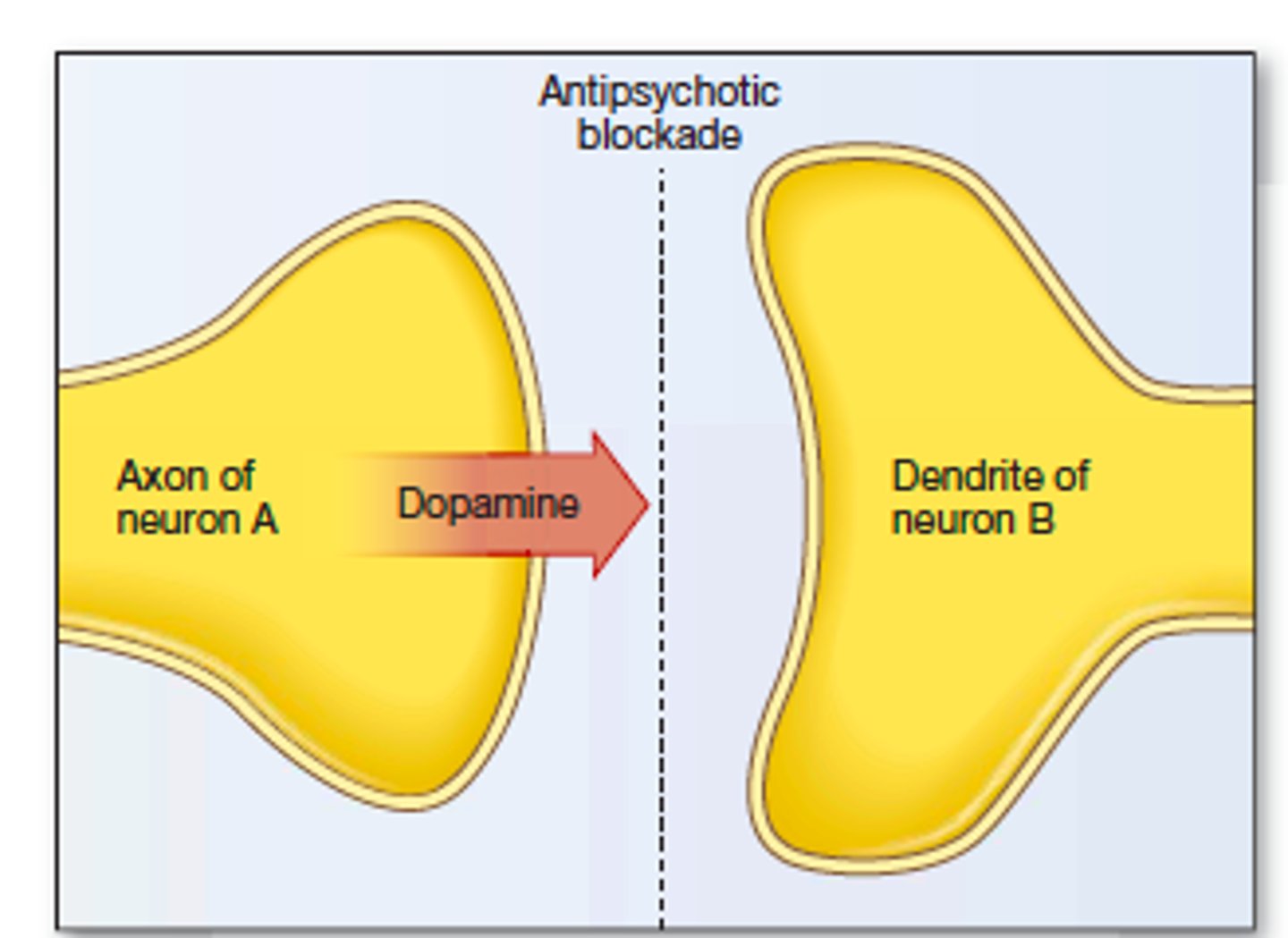 <p>They block dopamine receptors.</p>