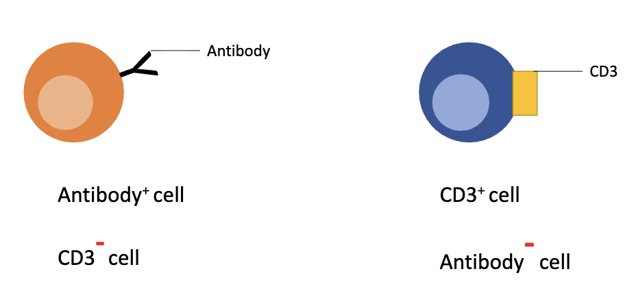 <ul><li><p><strong>Positive (+):</strong> cell expresses that protein</p></li><li><p><strong>Negative (–):</strong> cell does not express that protein</p></li><li><p>Example:</p><ul><li><p>CD3+ cell = expresses CD3</p></li><li><p>Antibody+ cell = expresses antibody</p></li></ul></li></ul><p></p>