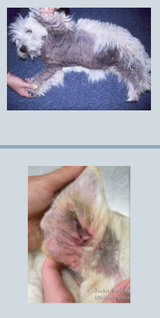 <p>Malassezia Pachydermatis - Commonly occurs in .. </p>