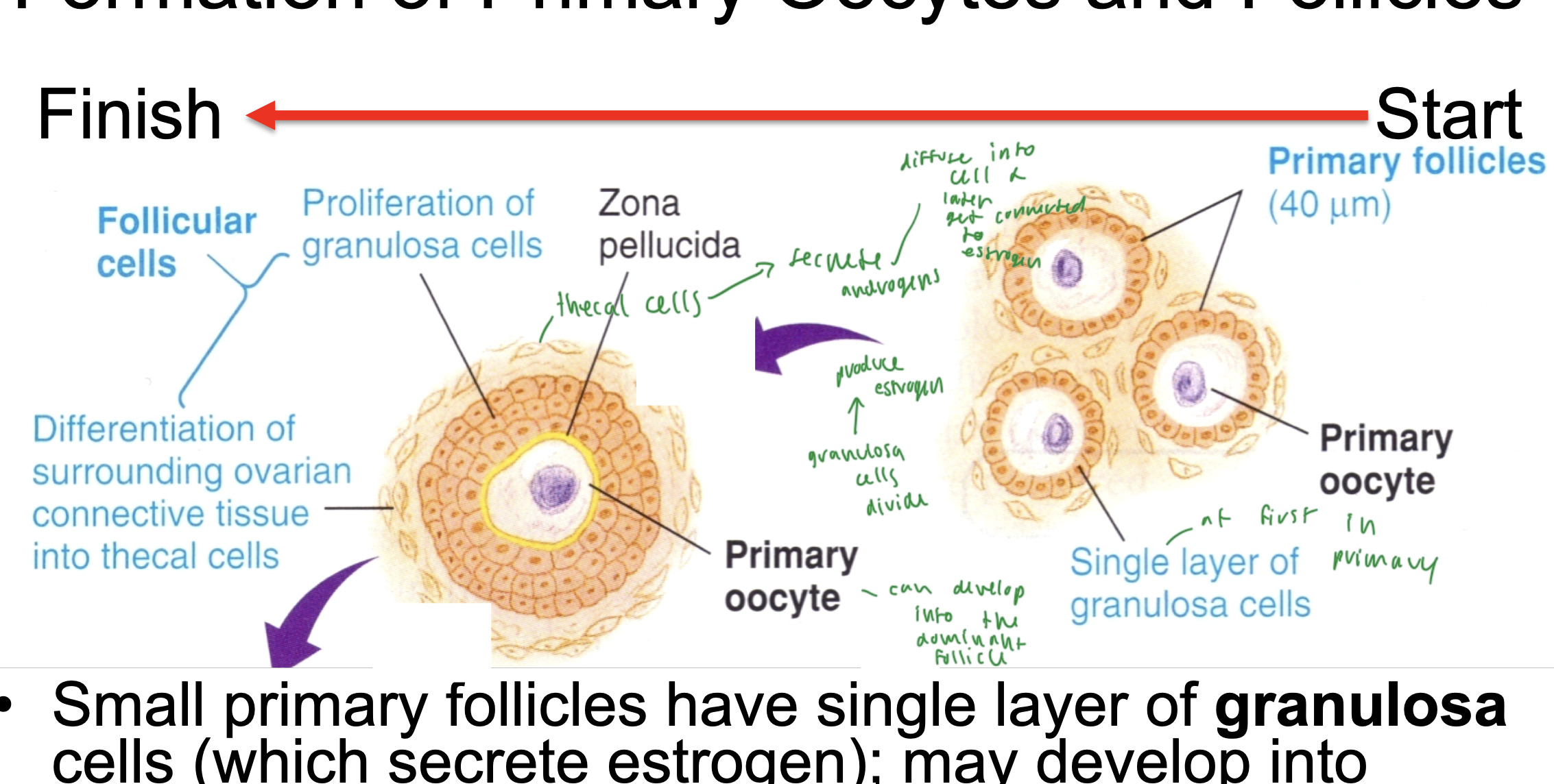 <ul><li><p>a primary oocyte has just a single layer of granulosa cells (which secrete estrogen)</p></li><li><p>as the oocyte develops, the granulosa cells divide, and therefore can produce more and more estrogen</p></li><li><p>granulosa cells proliferate and grow into the peripheral cells, which become the thecal cells</p></li><li><p>thecal cells on the surface of the oocyte secret androgens, which turn into estrogen later</p></li><li><p>this primary oocyte can develop into the dominant follicle</p></li></ul><p></p>