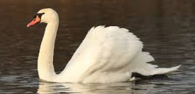 <p>zařaď živočicha do systému</p><p>Třída - řád - čeleď - druh čeština (latina)</p>