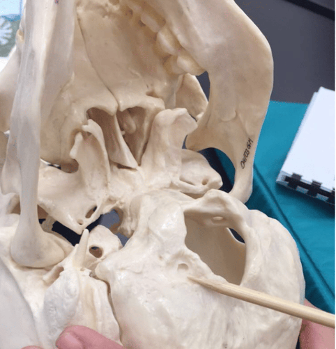 knowt flashcard image