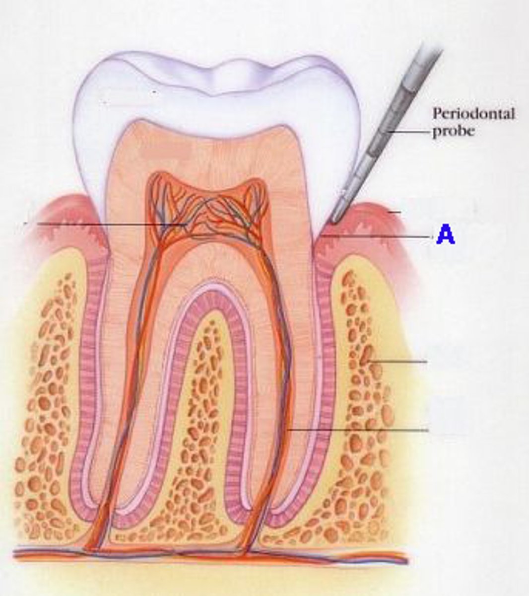 <p>space between the free gingiva and the tooth surface</p>