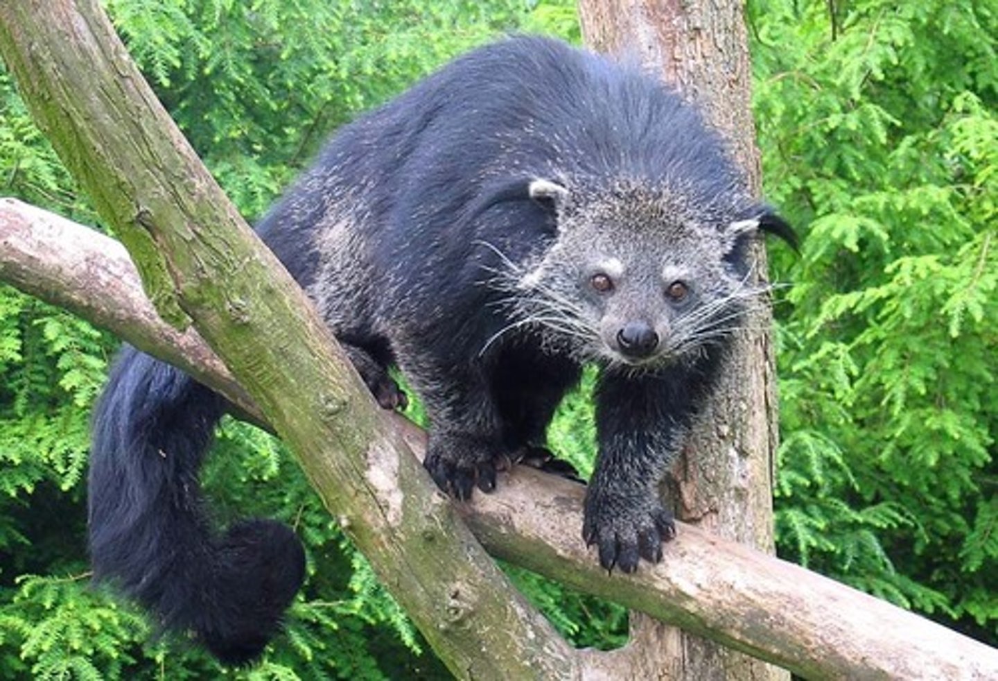 <p>Prehensile tail, arboreal, sluggish, eats fruits and small animals</p>