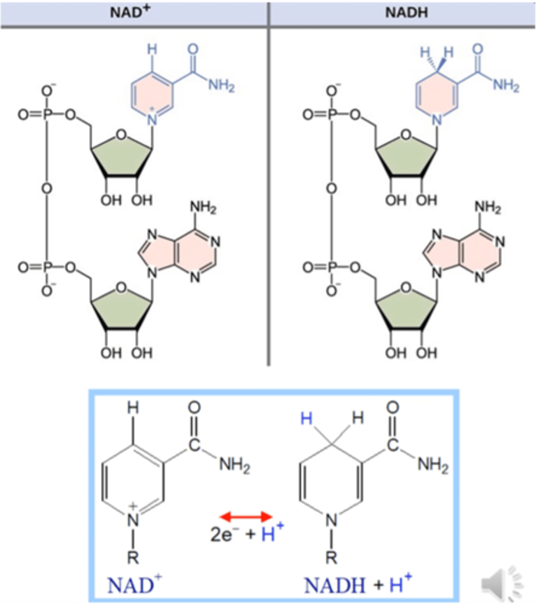 <p>(nikotinamidadenindinukleotidas) jo struktūroje yra vitaminas B3 - nikotinamidas</p>