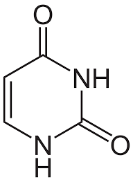 <p>pyrimidine group; pairs with adenine (RNA) </p>