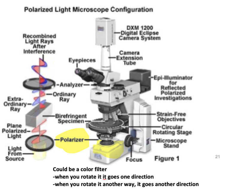 <p>allows light vibrating in east-west direction perpendicular to light path to pass to specimen</p>