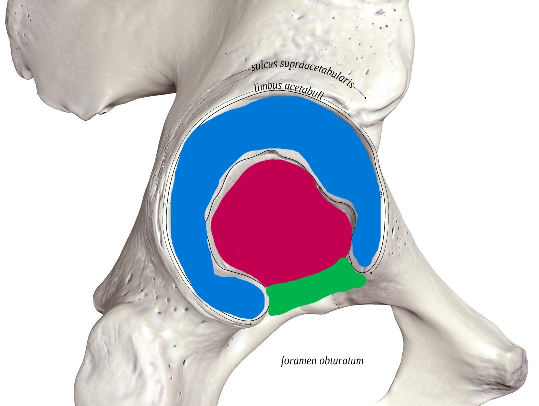 <p>What anatomical structure of the acetabulum is at each color?</p>