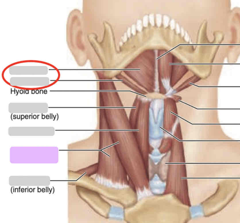 <p>Anterior neck (deep)</p>