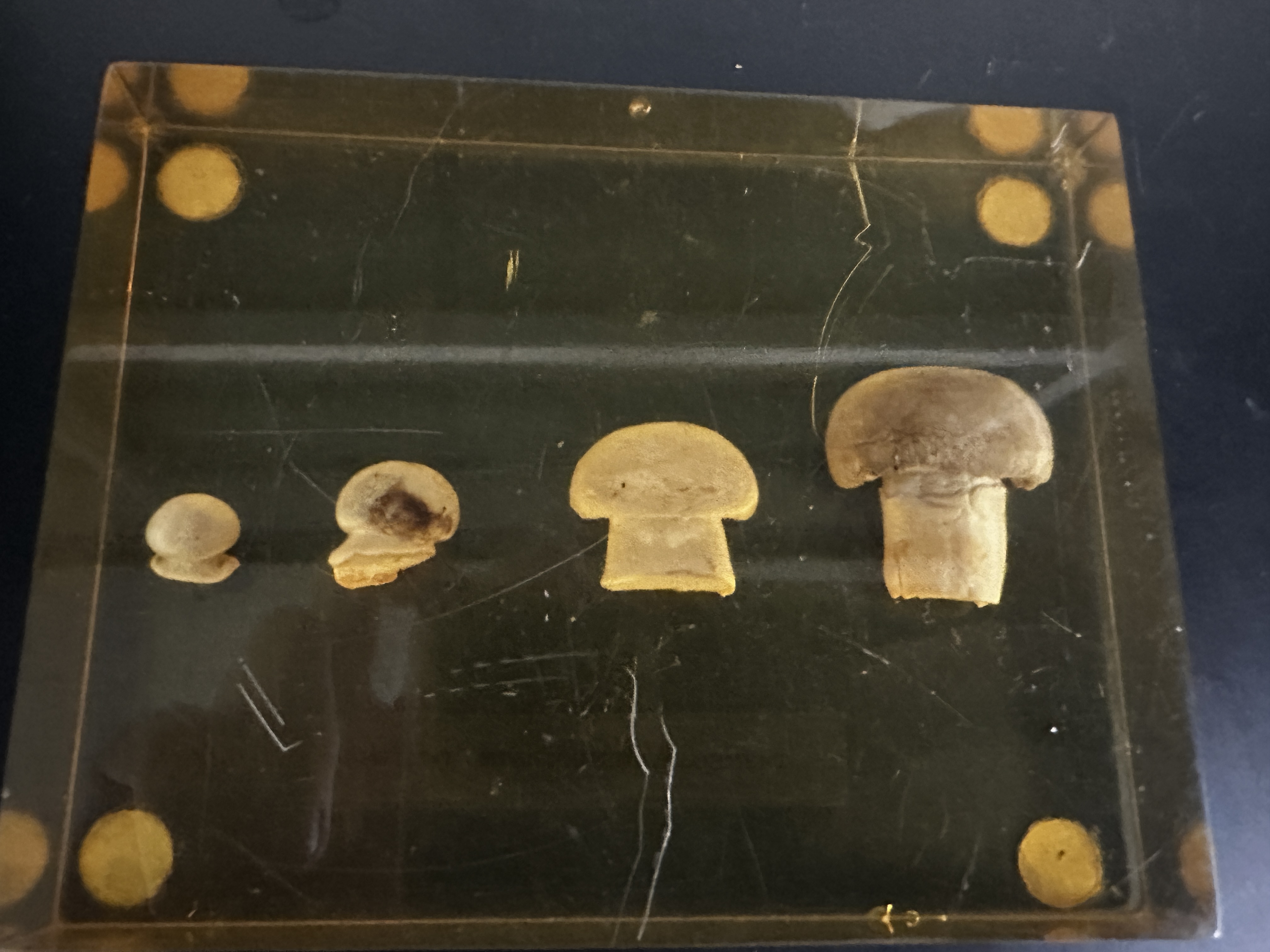 <p>Identify (Domain, Kingdom, Clade)</p>