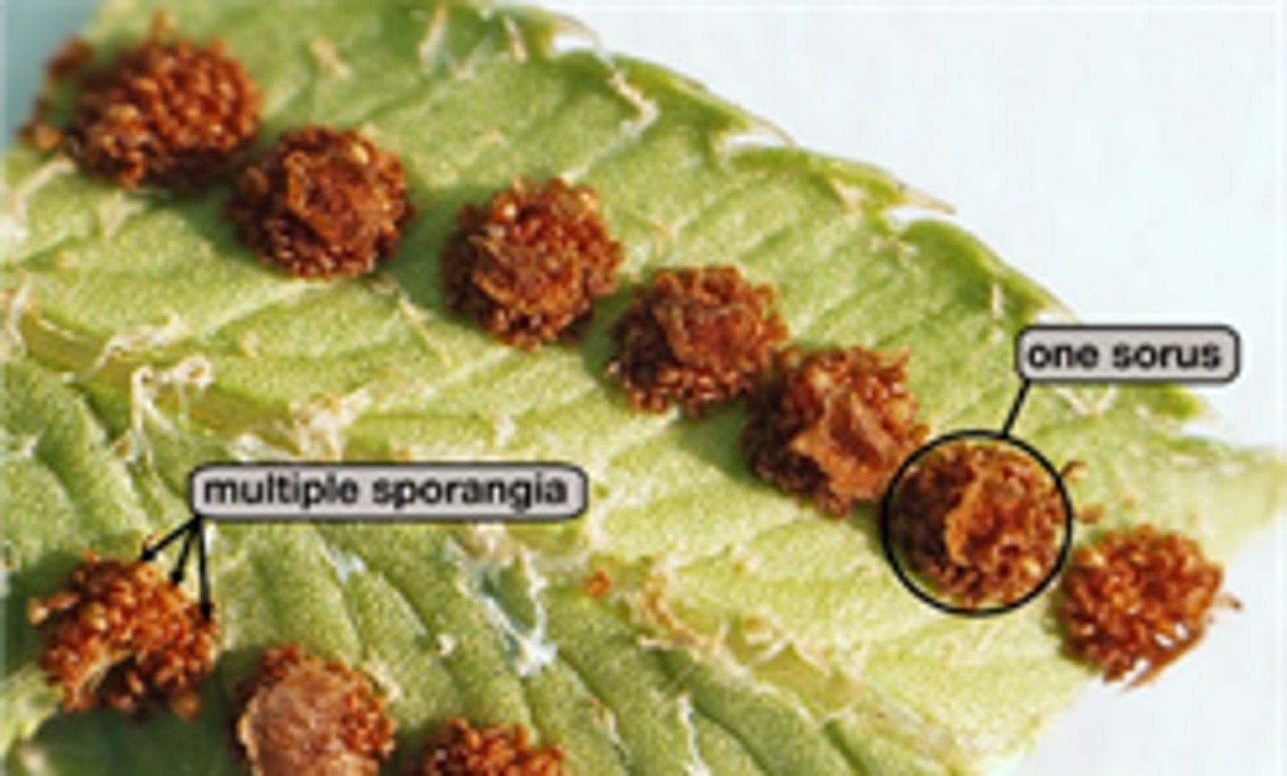 <p>into clusters, called sori (singular sorus)</p>