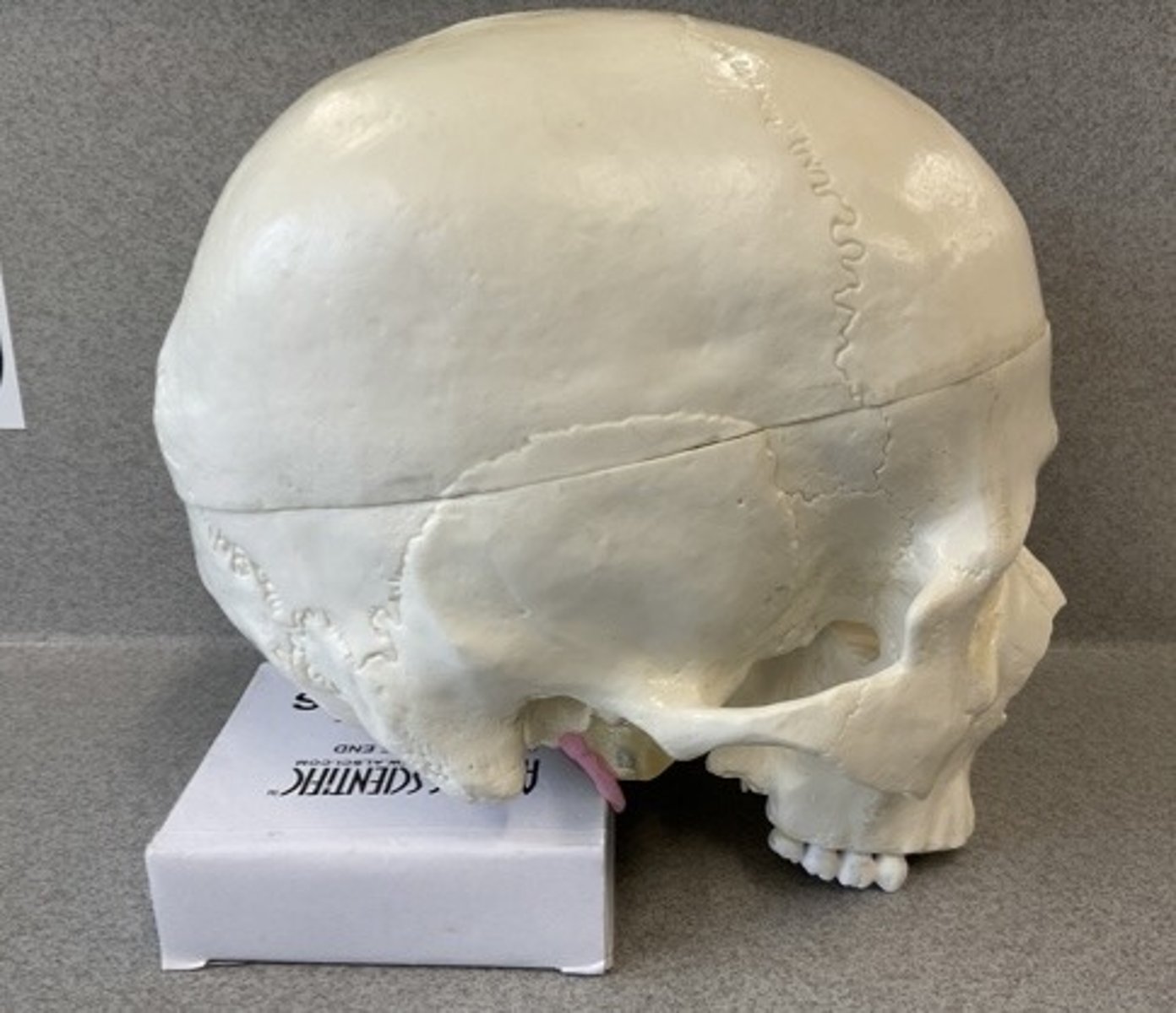 knowt flashcard image