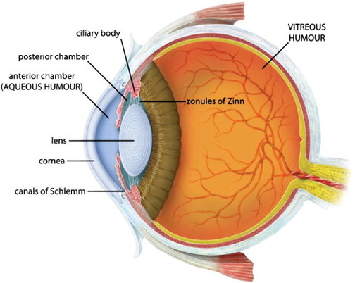 <p><strong>vitreous humor</strong> <em>(memorize its location)</em></p>